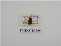 藏品(埔里胖絨毛金龜)的圖片